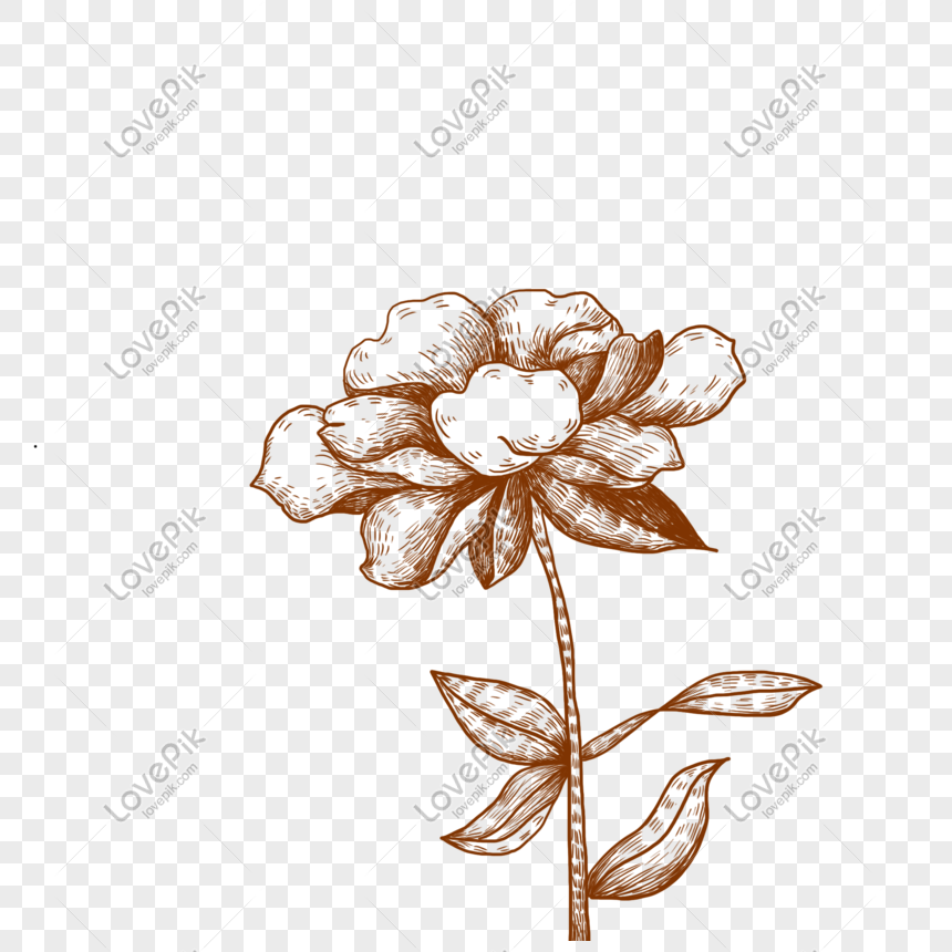 Hand Drawn Line Drawing One Flower Illustration PNG Hd Transparent ...