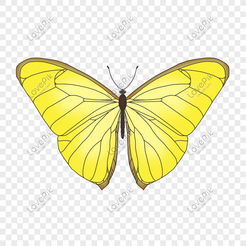 Bướm Vàng: Mê hoặc với vẻ đẹp nhuộm vàng rực rỡ, bướm vàng là hoa quả chất lượng để thu hút sự chú ý từ mọi người. Hãy xem hình ảnh về loài bướm này để được tận hưởng vẻ đẹp của nó.