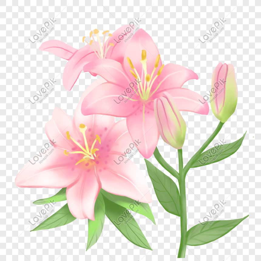Cây hoa Lily vẽ tay: Chỉ với một chiếc bút vẽ và một tờ giấy trắng, bạn đã có thể tái hiện cây hoa Lily tuyệt đẹp với đầy đủ các chi tiết tinh tế. Hãy cùng xem và học hỏi cách vẽ cây hoa Lily vẽ tay.