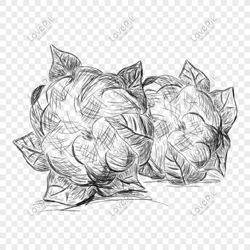Line Drawing Cauliflower Hand Drawn Illustration Free PNG And Clipart Image  For Free Download - Lovepik | 611748149