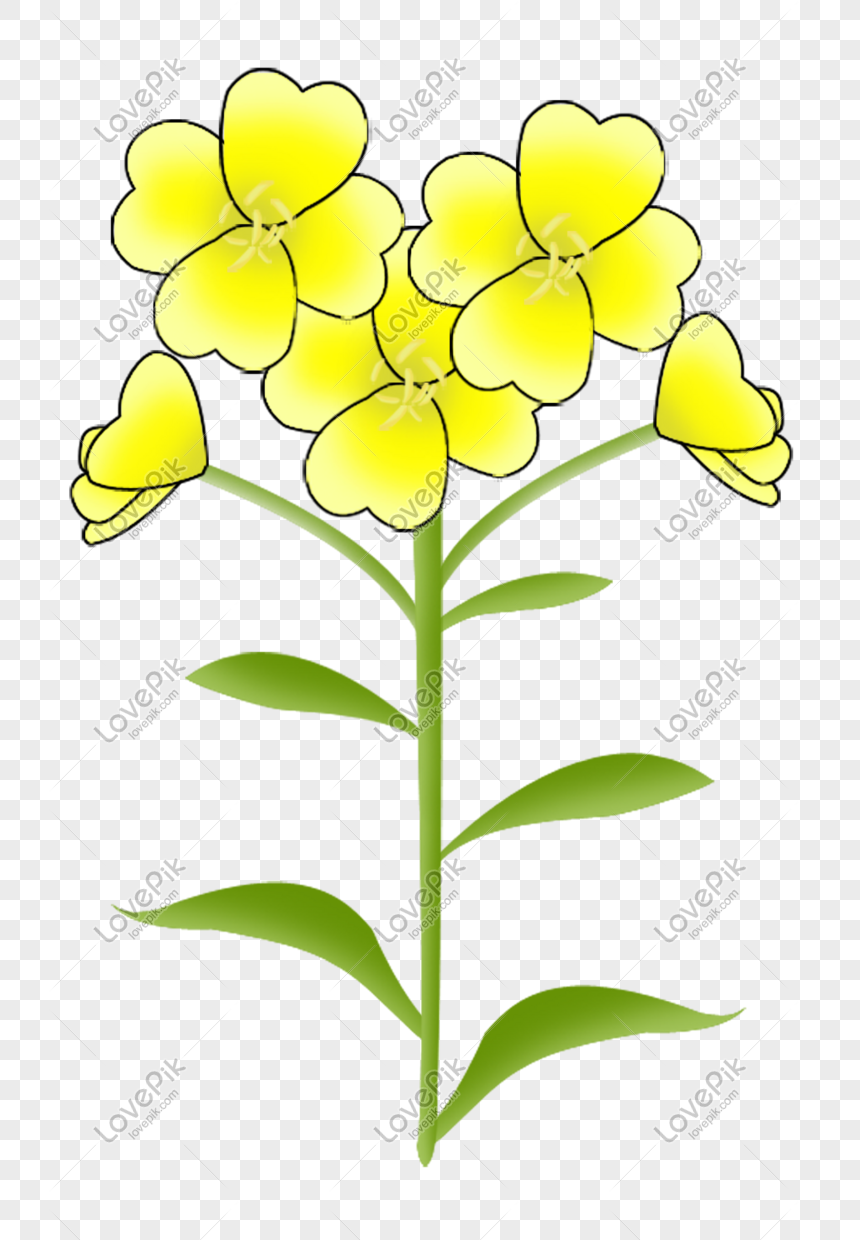 Ilustrasi Bunga Canola Kuning Yang Indah Png Grafik Gambar Unduh