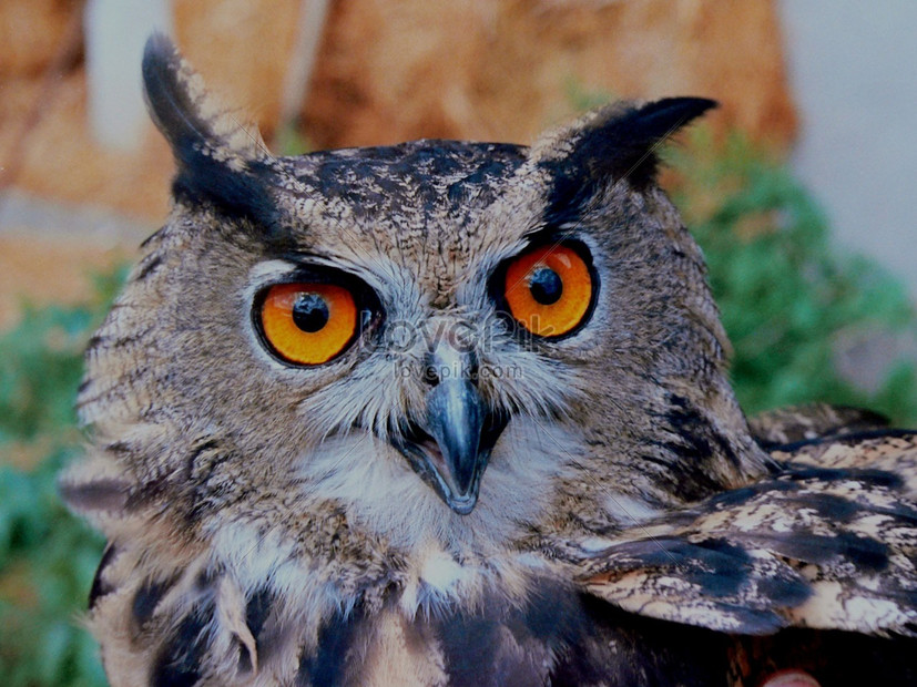 Gambar Burung Hantu Mata Merah Gambar Viral Hd 