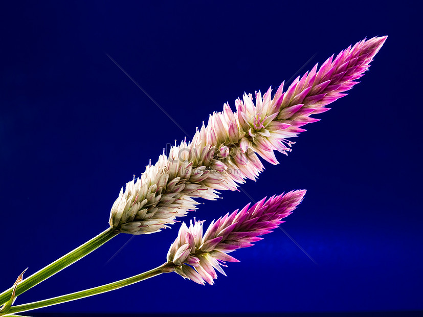 Photo De Un Bouquet De Fleurs Sauvages Lumineusesnuméro De