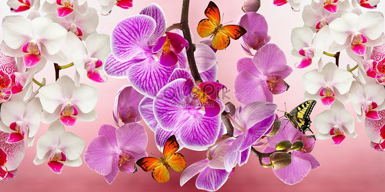 Fantastis 20 Background Bunga Orkid  Koleksi Bunga  HD