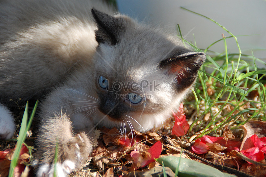 Download Gambar Kucing Siam Yang Comel - Vina Gambar