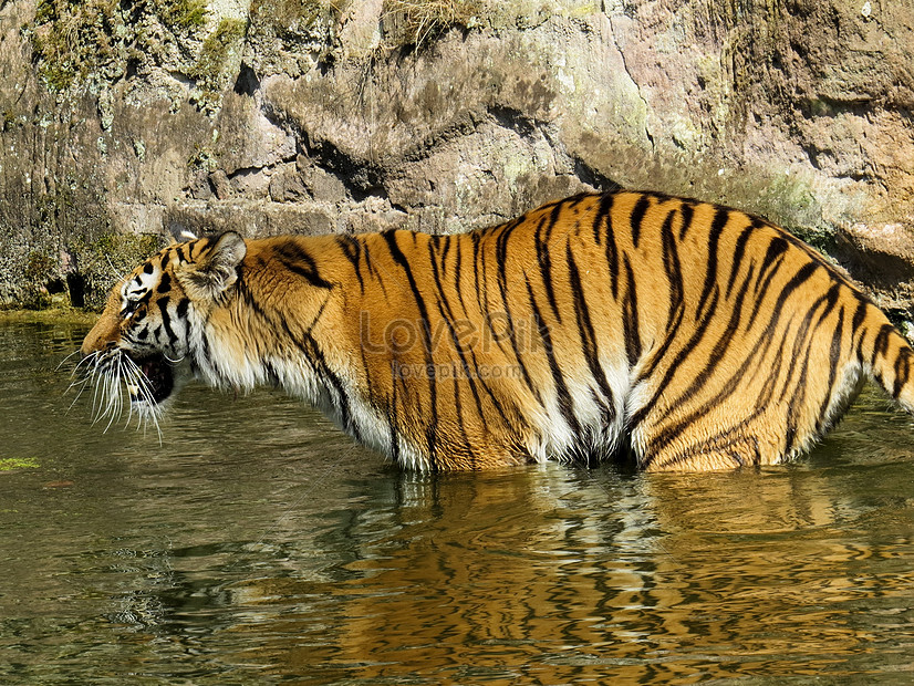 Download Gambar Harimau Putih Marah Kumpulan Gambar Menarik