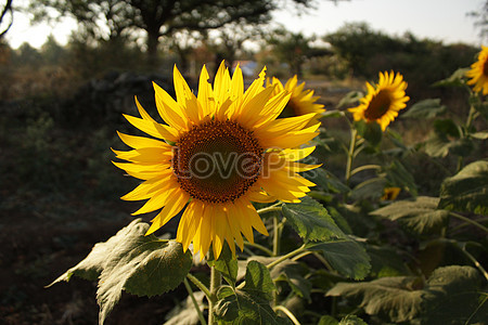 32 Download Gambar  Bunga  Matahari  Koleksi Bunga  HD