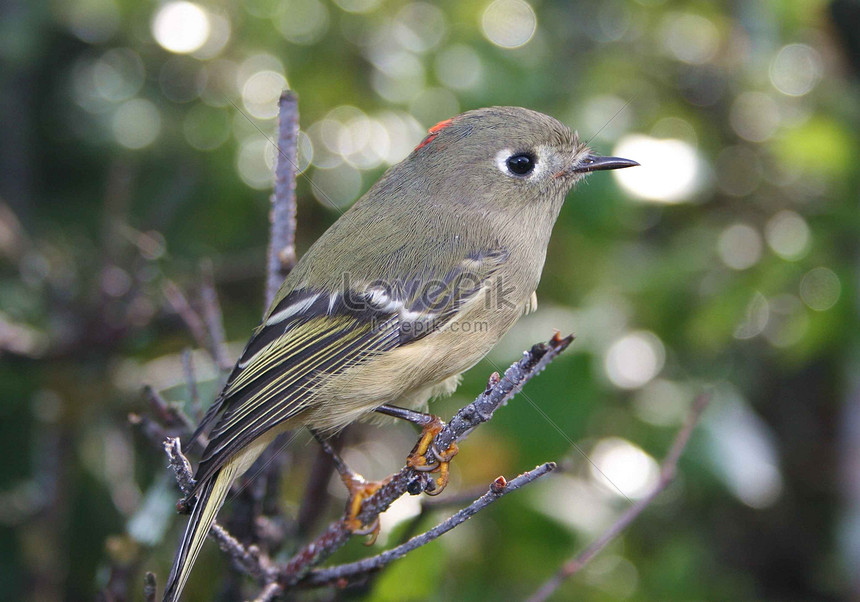 Photo De Un Oiseau Mignonnuméro De Limage434823format D