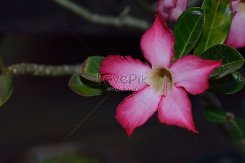 Photo De Fleur De Laurier Rosenuméro De L