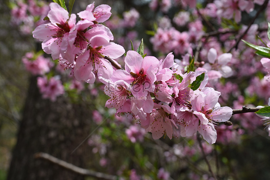 Gambar Bunga Sakura Warna Pink Gambar Terbaru HD