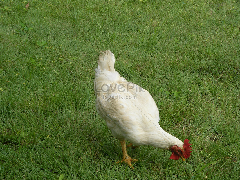Ayam Putih Di Rumput Gambar Unduh Gratis Foto 544851 Format