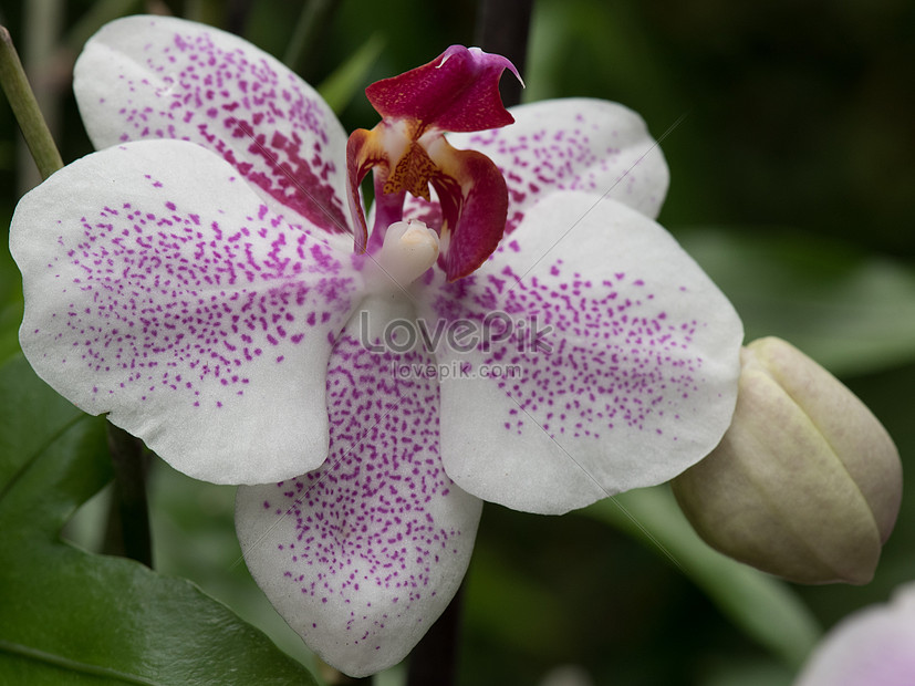 Menakjubkan 27 Gambar Bunga Orkid  Gambar  Bunga  Indah