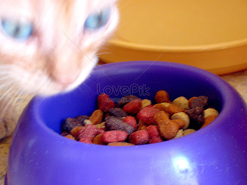 Gambar Makanan Kucing - Koleksi Gambar HD