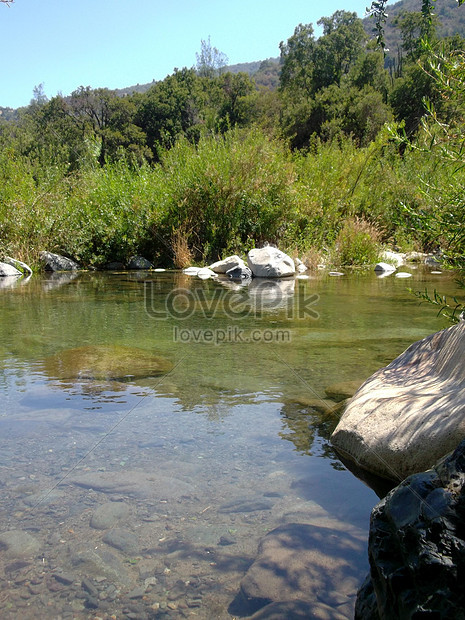 Gambar Vegetasi Sungai Ani Gambar