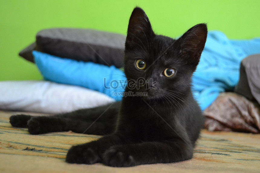 Gambar Kucing Warna Hitam Gambar Keren Hits