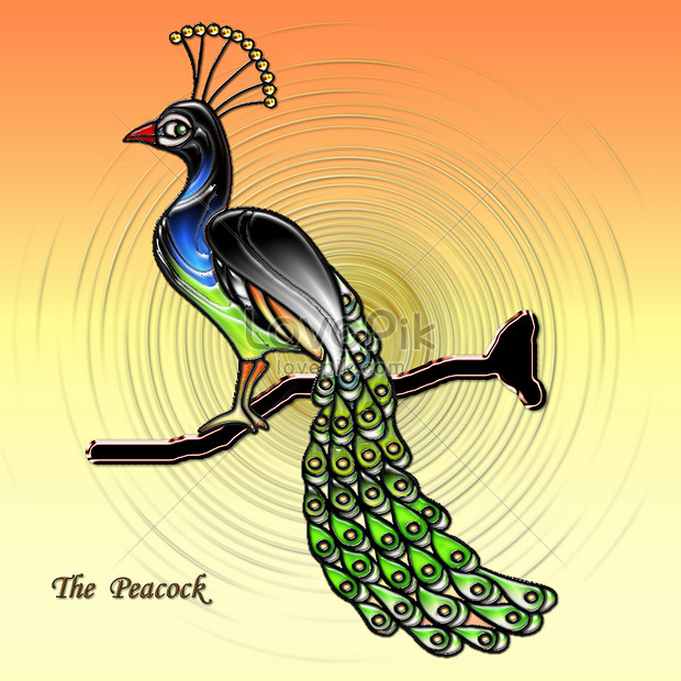 Gambar Burung Merak Animasi Gambar Burung Wallpaper