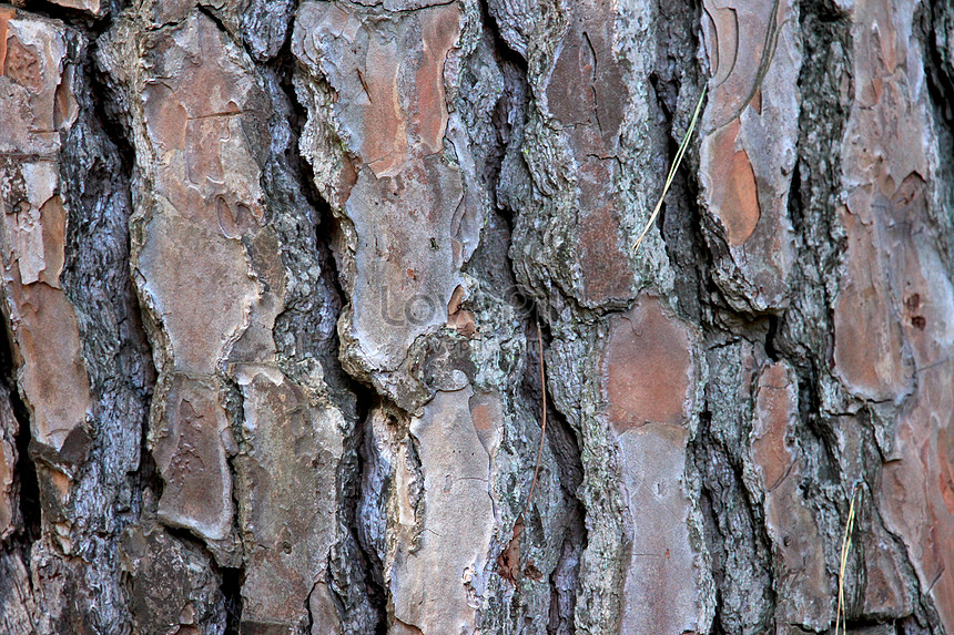 The sugar maple tree bark photo image_picture free download 100236105 ...