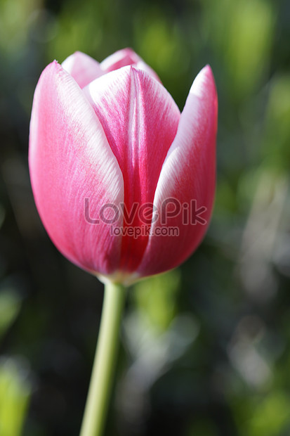  bunga  tulip  merah jambu gambar unduh gratis imej  100269492 