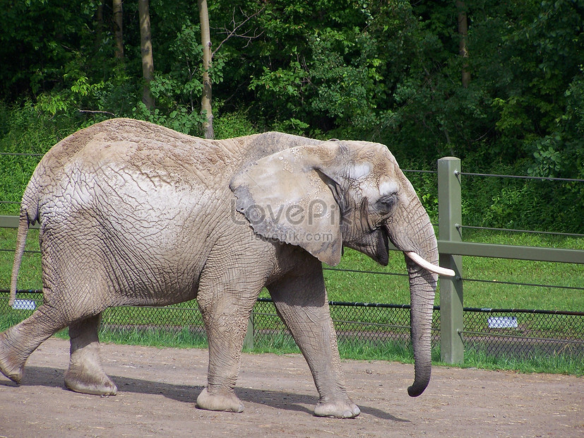 Download 6300 Gambar Gajah Berjalan  HD