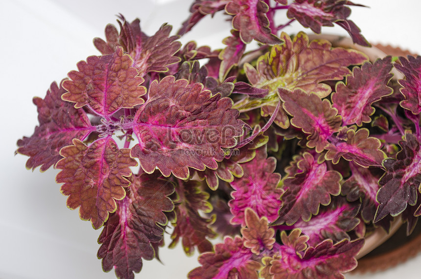 Photo De Fleur Rouge Foncé Feuilles Colorées Dans Un