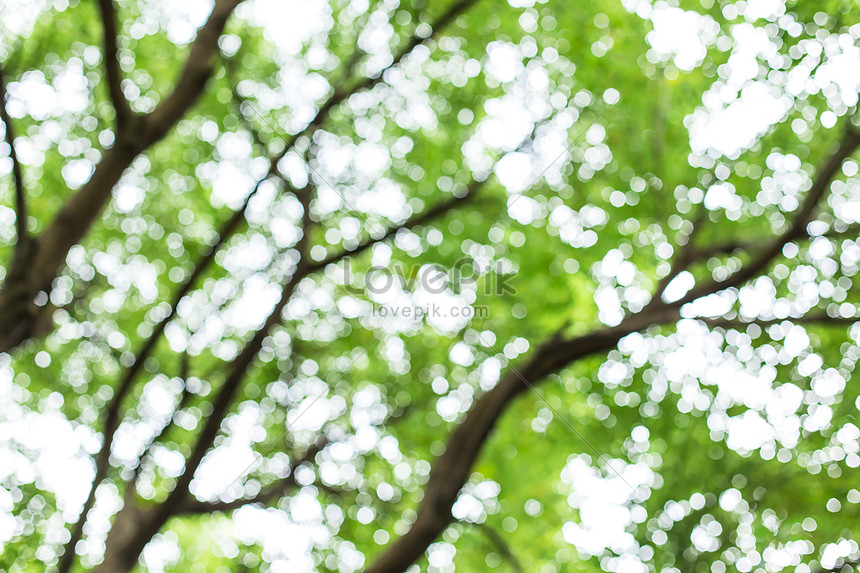 Những chiếc lá xanh tươi là biểu tượng của sự sống, sự trưởng thành và sự tự do. Hình ảnh này sẽ đưa bạn đến với những khu rừng thơ mộng, nơi mà những tầng lá xanh mát lan tỏa khắp nơi. Hãy cùng đắm chìm trong khoảnh khắc yên tĩnh và hòa mình vào với thiên nhiên tuyệt diệu này.