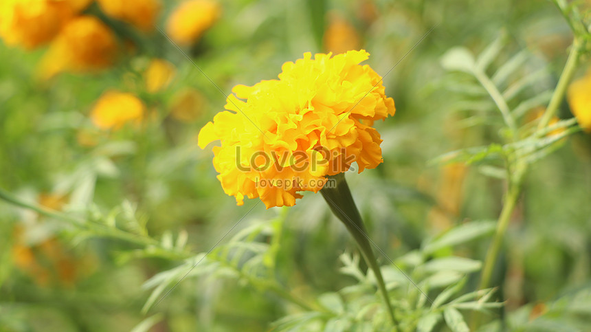 Hermosa Flor De Caléndula Amarilla En El Gargen Foto | Descarga Gratuita HD  Imagen de Foto - Lovepik