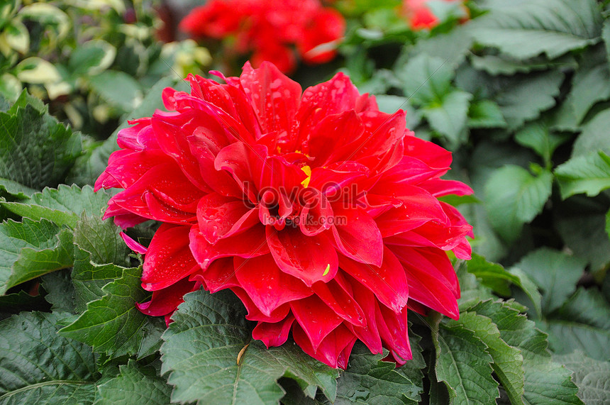 Big Red Flower Picture And HD Photos | Free Download On Lovepik