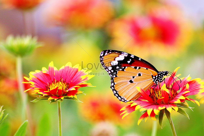 Flores Y Mariposas Foto | Descarga Gratuita HD Imagen de Foto - Lovepik