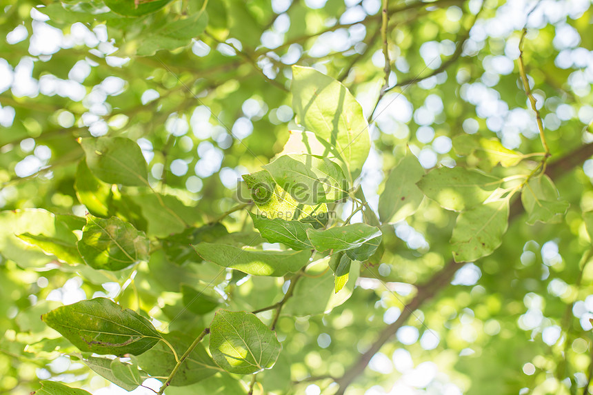 ảnh Green Leaf Sunshine Fresh Texture Background Tải Xuống Miễn Phí, ảnh  green leaves, sunshine, landscape đẹp Trên Lovepik
