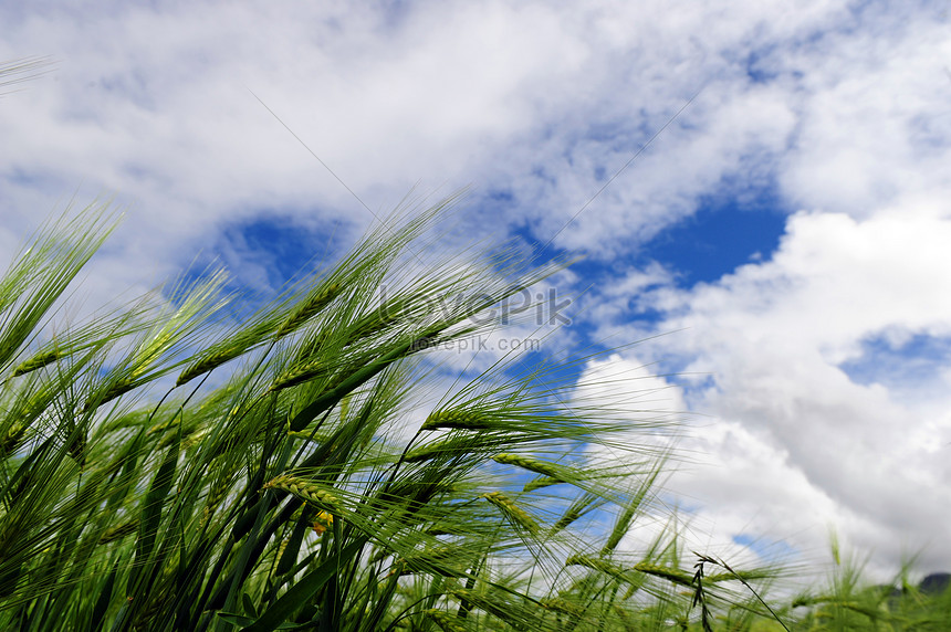 Highland Barley Blue Sky Picture And HD Photos | Free Download On Lovepik