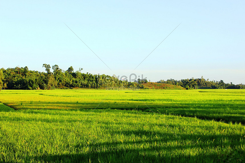 Paddy field in China - backiee