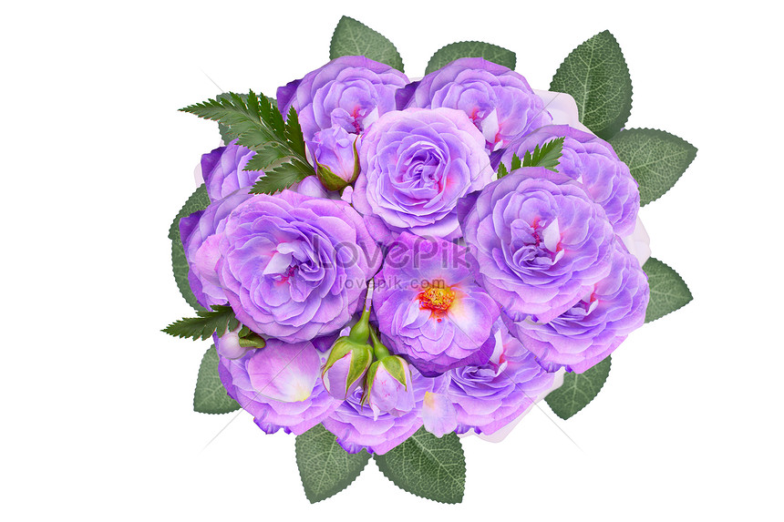 Flores Púrpuras Aisladas De Hojas Foto | Descarga Gratuita HD Imagen de  Foto - Lovepik
