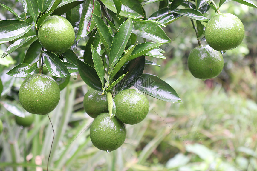 Imagenes de árbol De Cítricos, Fondo árbol De Cítricos Fotos y PNG