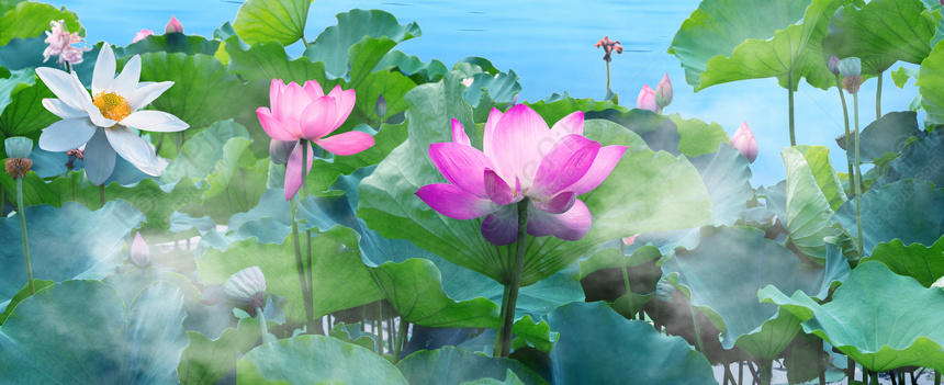 The Summer Lotus Picture And HD Photos | Free Download On Lovepik