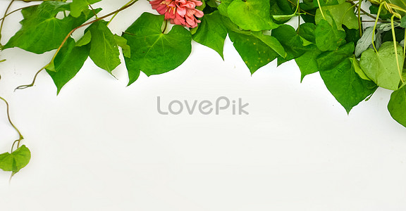 Green Leaf Background Images, HD Pictures For Free Vectors & PSD Download -  
