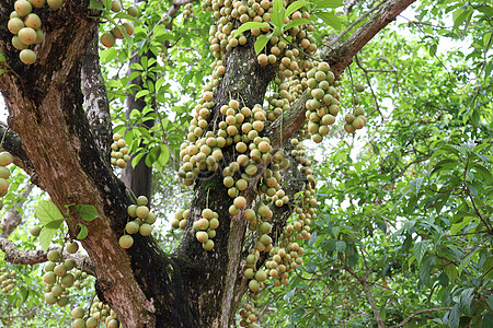 Tasty Baccaurea Motleyana On Tree For Harvest Picture And HD Photos ...