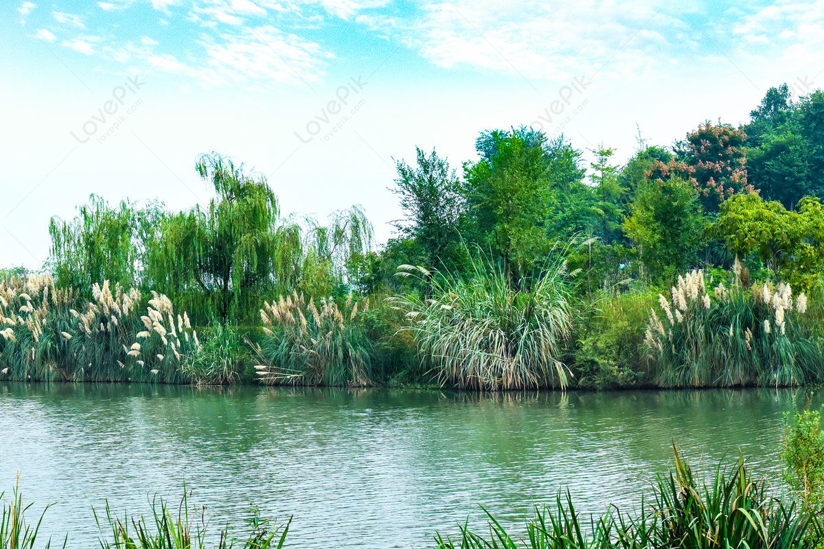 Premium Photo  Swamp landscape under a blue sky on a clear day