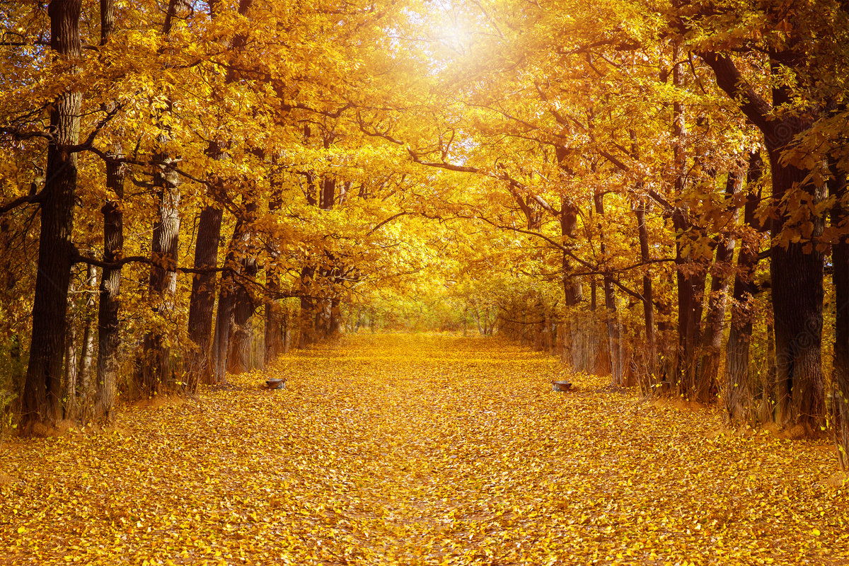 다채로운 가을 사진 무료 다운로드 - Lovepik