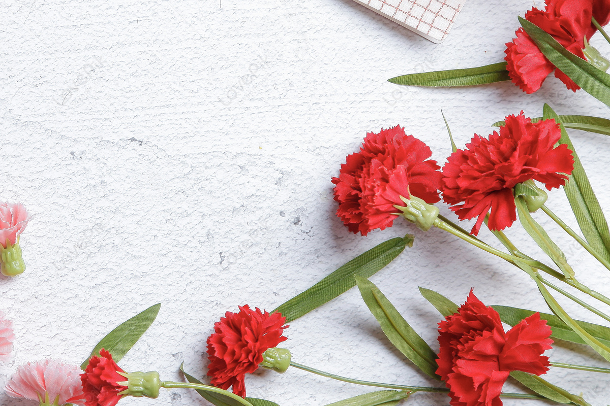 Red Carnation Flowers Picture And HD Photos | Free Download On Lovepik