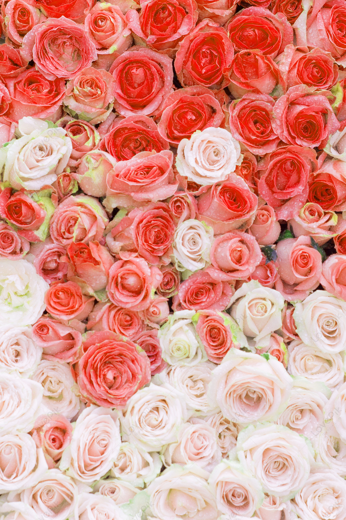 ảnh Rose Nền Tường Tải Xuống Miễn Phí, ảnh rose, rose nền, tường đẹp Trên  Lovepik