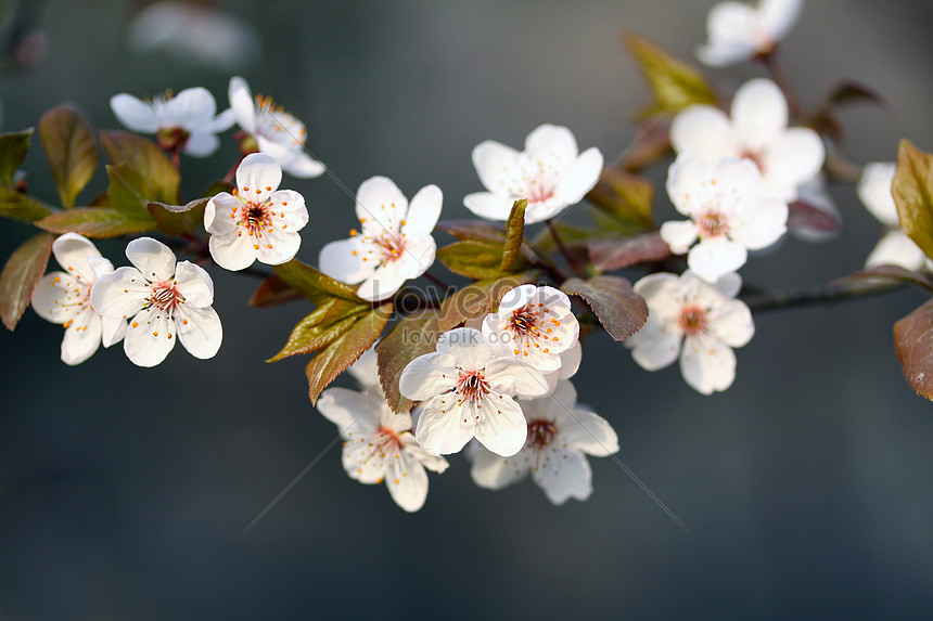 Flor De Cerezo Blanco De Primavera Foto | Descarga Gratuita HD Imagen de  Foto - Lovepik