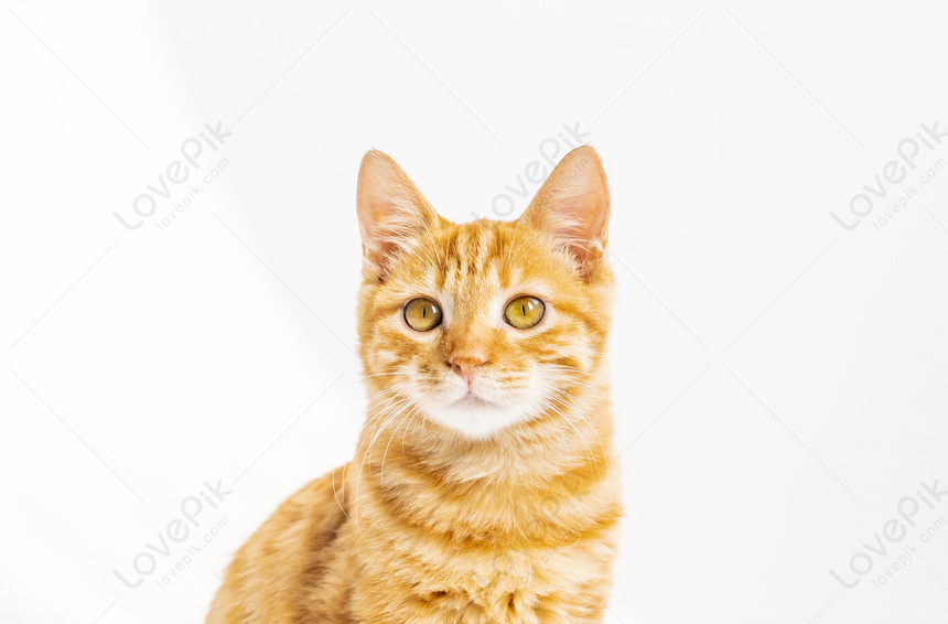 Cat Picture And HD Photos Free Download On Lovepik   Lovepik Cat Picture 500156655 