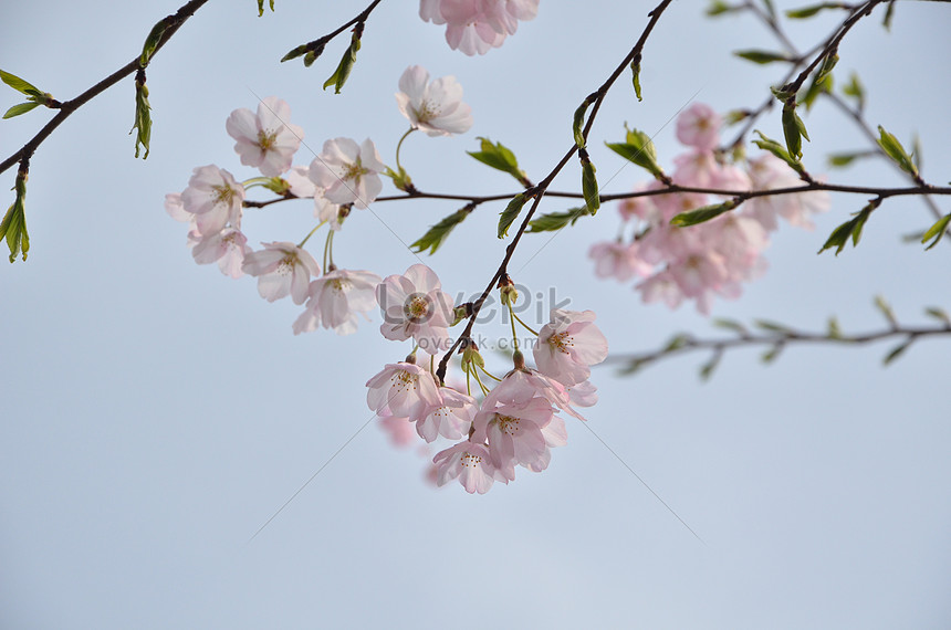 Cherry Blossom Plants Picture And HD Photos | Free Download On Lovepik