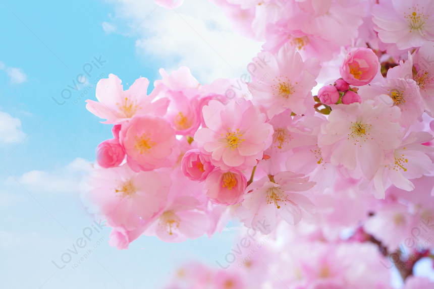 Ảnh Hoa Anh đào Nhật Bản Tải Xuống Miễn Phí: Mùa xuân với hoa anh đào Nhật Bản luôn là nguồn cảm hứng vô tận cho các nhiếp ảnh gia. Tải ngay những bức ảnh hoa anh đào Nhật Bản miễn phí về cho điện thoại hoặc máy tính để bàn của bạn và thưởng thức vẻ đẹp khiến người xem không thể rời mắt.