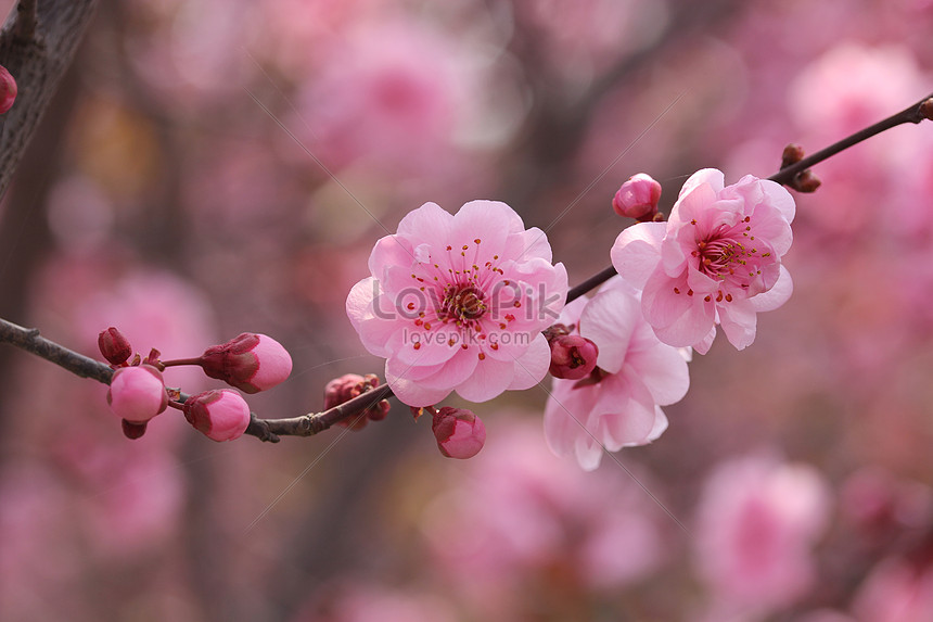 Ảnh Hoa Đào Nở Vào Mùa Xuân Tải Xuống Miễn Phí, Ảnh Hoa Nở, Mùa Xuân, Mùa  Hè Đẹp Trên Lovepik