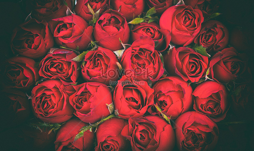 Photo de Fleur Rose Rouge, fleurs, roses, amants Photo images free download  - Lovepik | 500342470