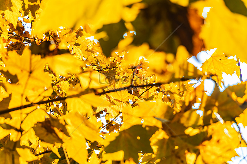 Otoño Lleno De árboles Con Hojas Amarillas Foto | Descarga Gratuita HD  Imagen de Foto - Lovepik