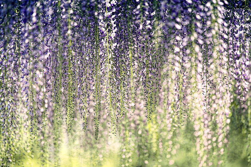 Wisteria Flower Picture And HD Photos | Free Download On Lovepik