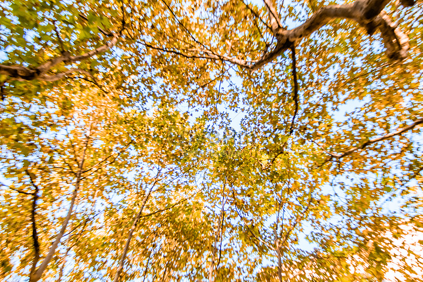Mùa thu vàng lá mang đến cảm giác thoải mái và ấm áp. Nhìn những chiếc lá vàng phủ đầy cỏ hoa, mang lại niềm vui và sự ủ nhiệm rực rỡ tuyệt vời cho người cắm trại.