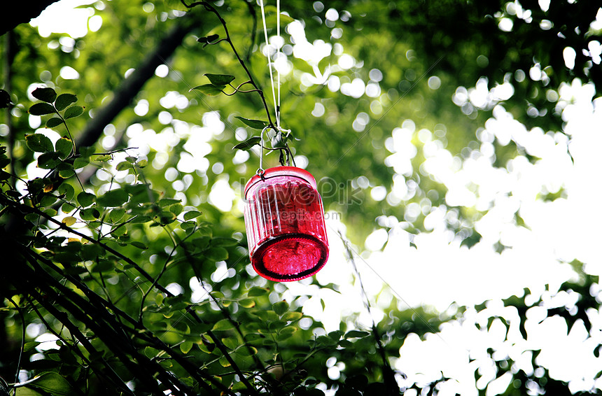 Botellas Coloridas Colgando Del árbol Foto | Descarga Gratuita HD Imagen de  Foto - Lovepik